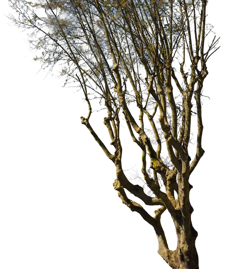 Tronco de árbol con varias ramas desnudas bajo un cielo azul.